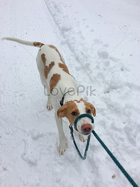 Lovaniemiアイスワールドの森 フィンランドの雪の犬イメージ 写真 Id Prf画像フォーマットjpg Jp Lovepik Com