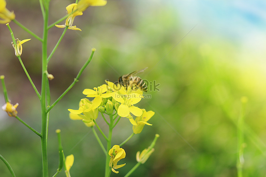 Photo De Fleur De Colza Avec Abeillenuméro De L