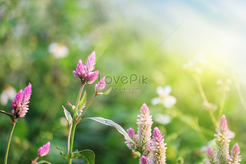 Fondo De Flores Silvestres De Primavera | HD Creativo antecedentes imagen  descargar - Lovepik