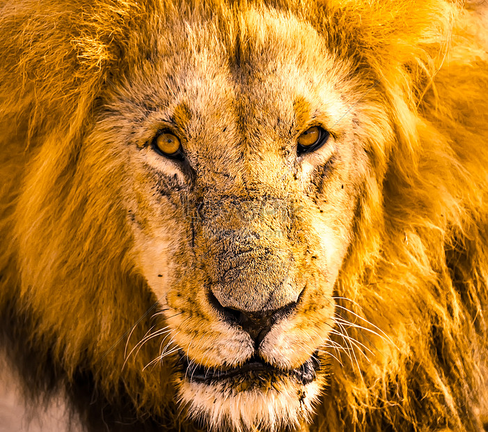 Photo De Lion De Savane Africaine Numero De L Image Format D Image Jpg Fr Lovepik Com