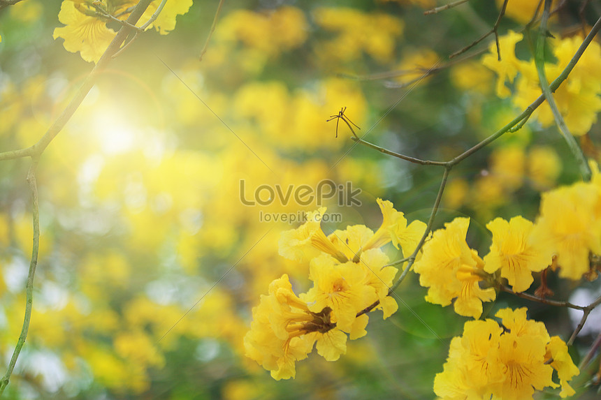 Photo de Suzuki Fleur Jaune, printemps, équinoxe vernale, chaud créative  images free download - Lovepik | 501189686