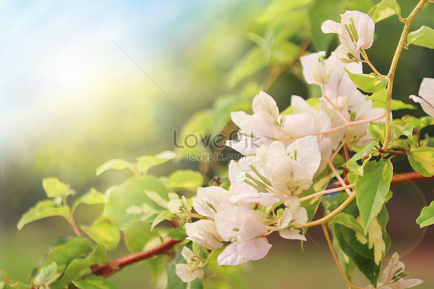 Hình Nền Hoa Giấy Trắng Tải Về Miễn Phí, Hình ảnh mùa xuân, bougainvillea,  hoa Sáng Tạo Từ Lovepik