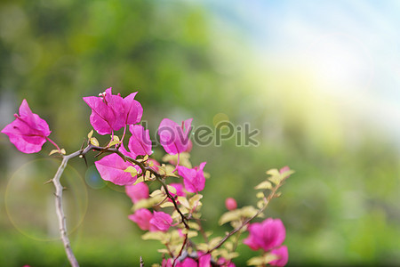 Flowers blossom in spring creative image_picture free download ...