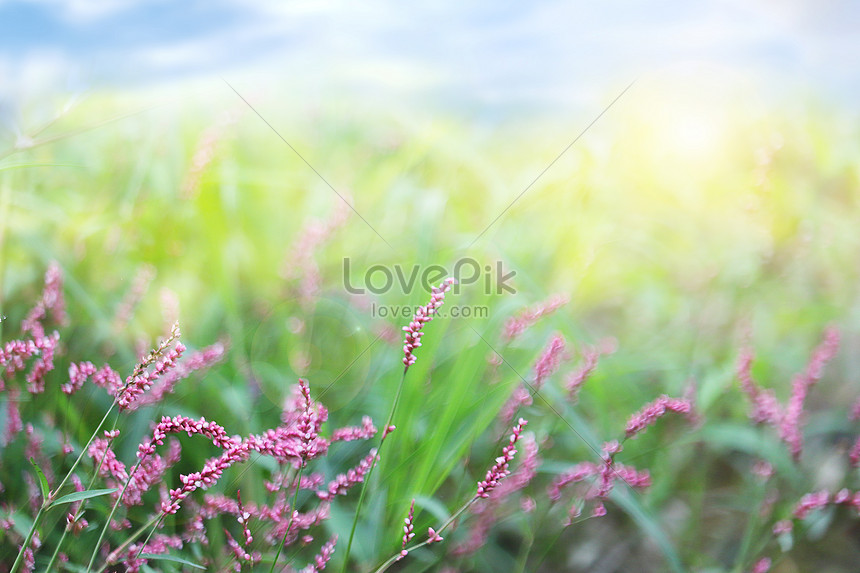 Fondo De Flores Silvestres De Primavera | HD Creativo antecedentes imagen  descargar - Lovepik