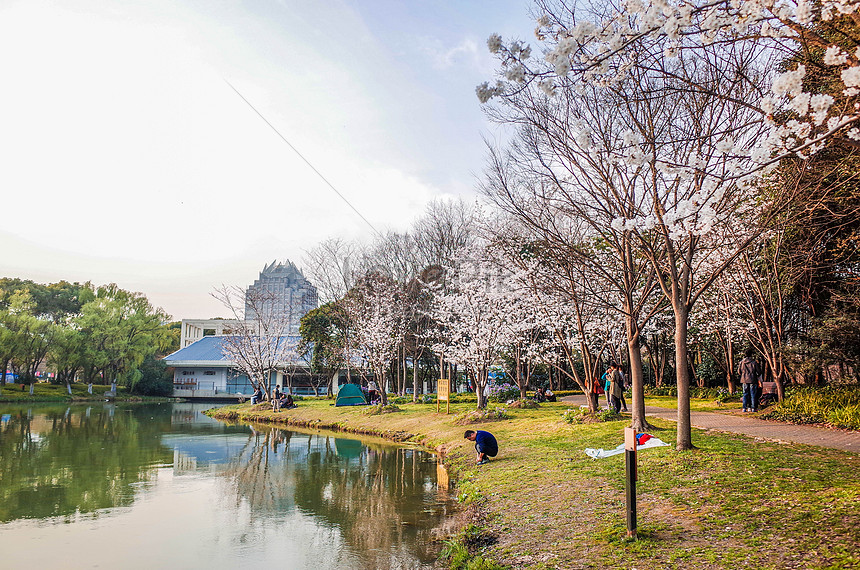Bunga Sakura Taman Century Shanghai Gambar Unduh Gratis
