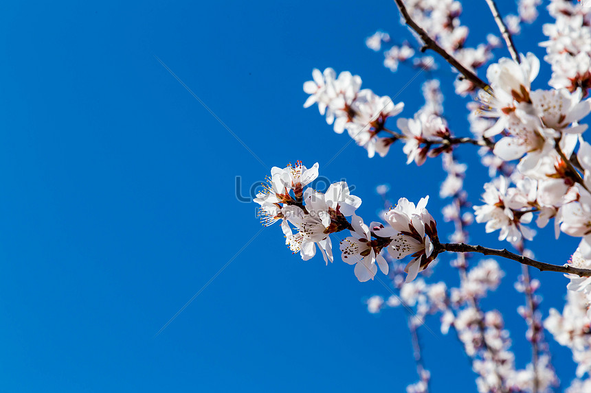 Flores De Cerezo En Flor De Primavera Descarga Gratuita Hd Imagen De Fotografia Lovepik