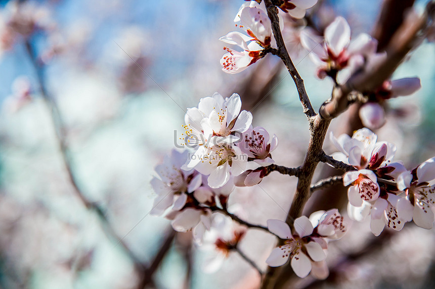 Flores De Cerezo En Flor De Primavera Descarga Gratuita Hd Imagen De Fotografia Lovepik