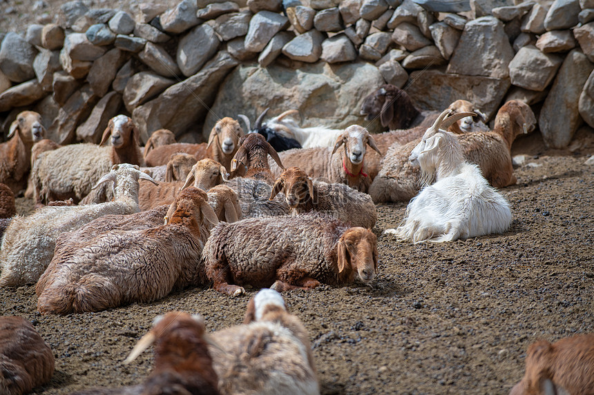 Gambar Anak Gembala Kambing