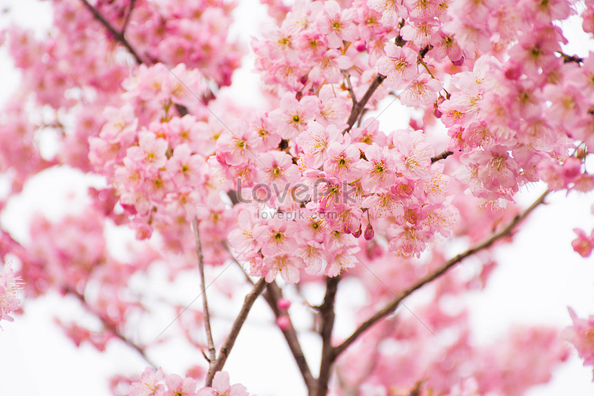 Photo De Fleurs De Cerisier En Pleine Floraisonnuméro De L