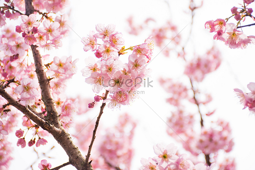 24 Contoh Gambar  Pemandangan  Bunga  Sakura  Gambar  Bunga  HD