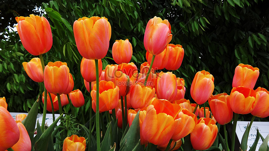 Bunga Tulip Musim Semi Gambar Unduh Gratis Foto 501210981 Format Gambar Jpg Lovepik Com