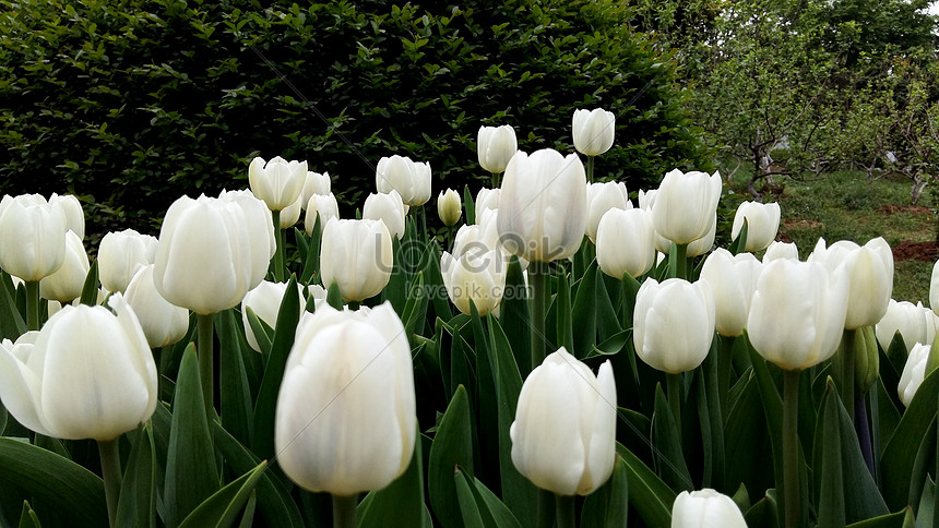 Bunga Tulip Musim Semi Gambar Unduh Gratis Foto 501210987 Format Gambar Jpg Lovepik Com