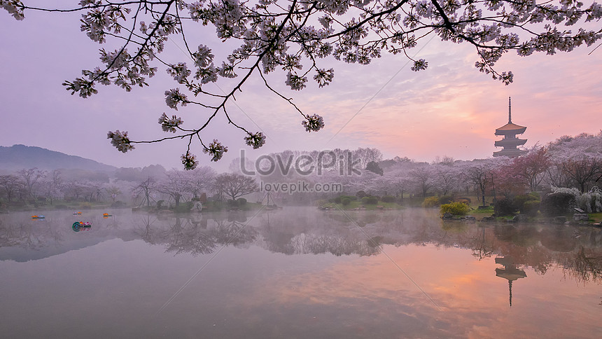 Pemandangan Taman Bunga Sakura Saat Matahari Terbit Gambar