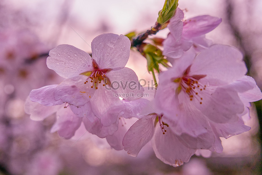  Terkeren  11 Foto Foto Gambar  Bunga  Sakura  Gambar  Bunga  HD