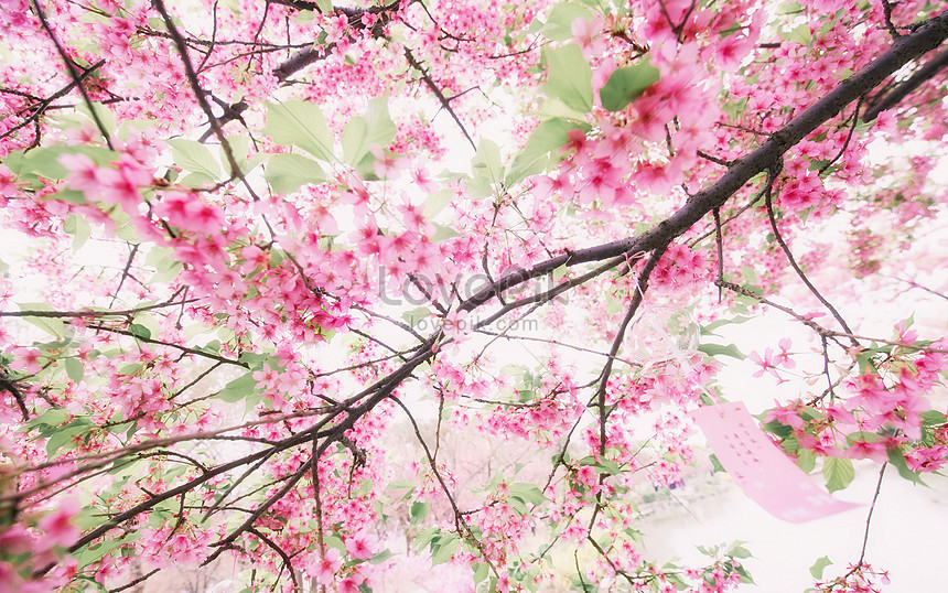 Bunga Sakura Yang Indah Gambar Unduh Gratis Foto