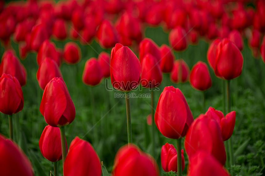 Photo De Tulipe Rouge Numero De L Image Format D Image Jpg Fr Lovepik Com