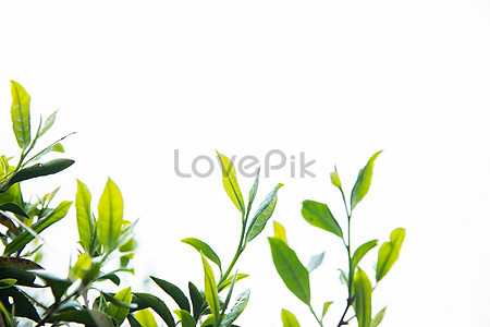 Lovepik صورة الخلفية شجرة الشاي صور شجرة الشاي 55929