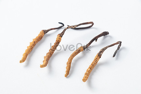 Cordyceps sinensis photo image_picture free download 500496803_lovepik.com