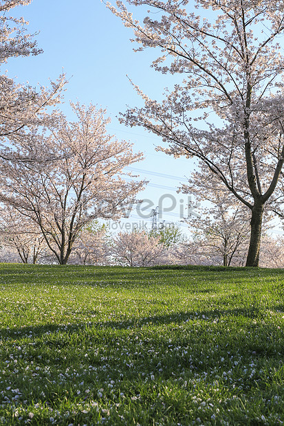 Hutan Bunga Sakura Gambar Unduh Gratis Foto