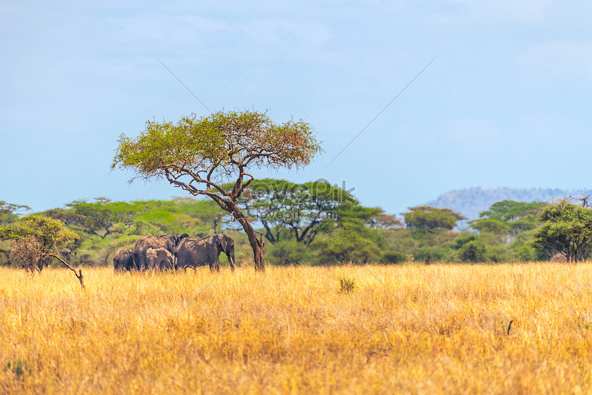 アフリカのサバンナの下で象の群れイメージ 写真 Id Prf画像フォーマットjpg Jp Lovepik Com