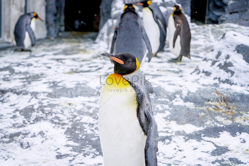 日本北海道旭川動物園企鵝圖片素材 Jpg圖片尺寸7952 5304px 高清圖片 Zh Lovepik Com