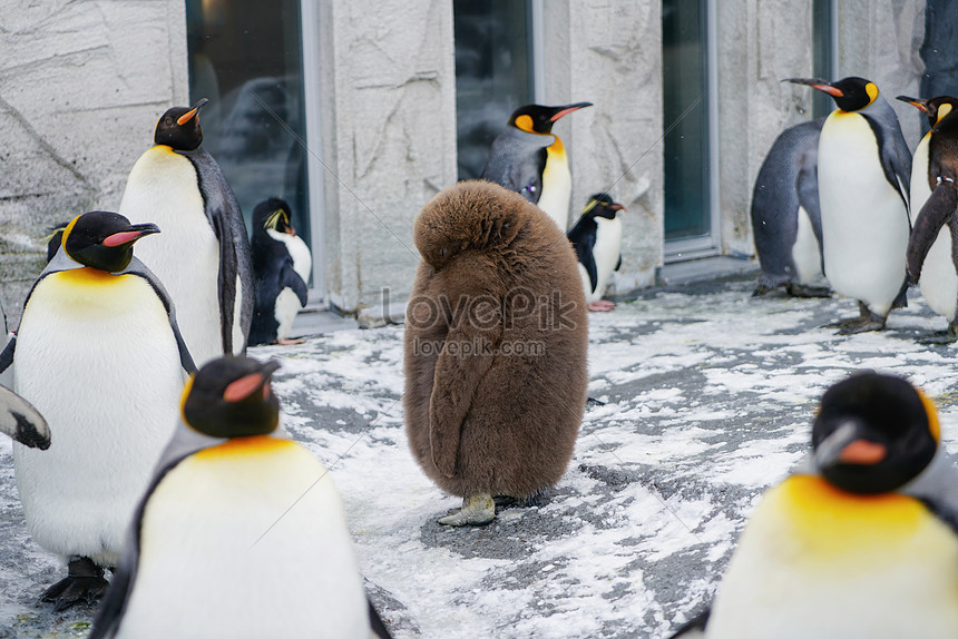 日本北海道旭川動物園企鵝圖片素材 Jpg圖片尺寸7952 5304px 高清圖片 Zh Lovepik Com