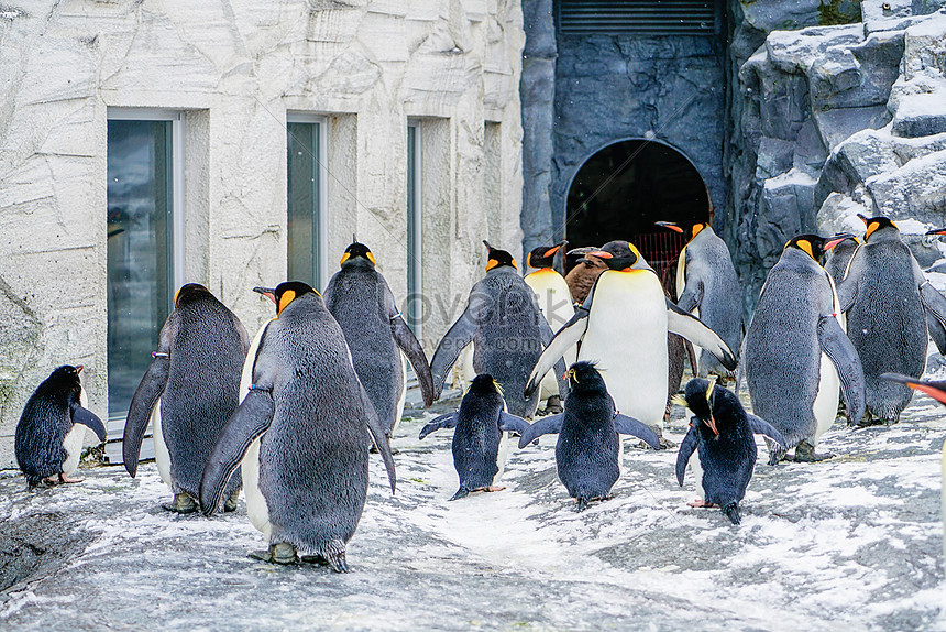 日本北海道旭川動物園企鵝圖片素材 Jpg圖片尺寸7952 5304px 高清圖片 Zh Lovepik Com