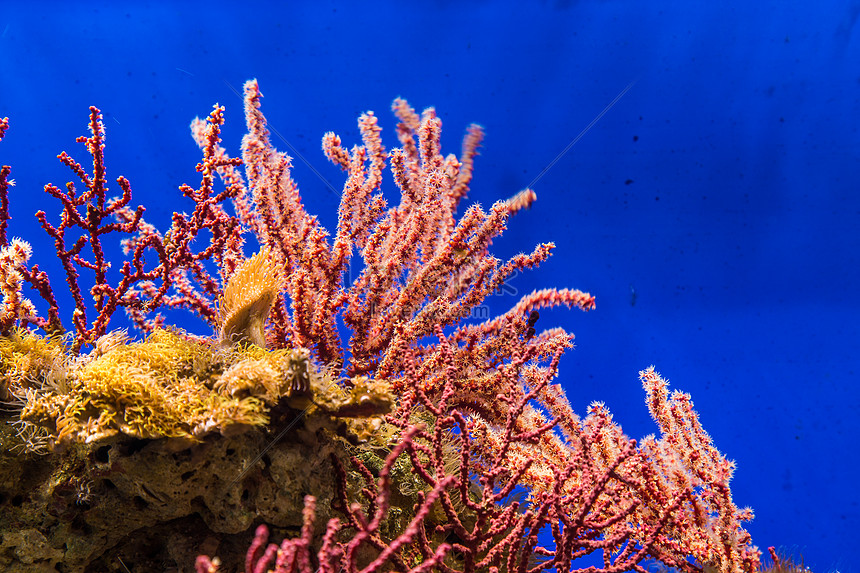 Beautiful Underwater Coral Reef Picture And HD Photos