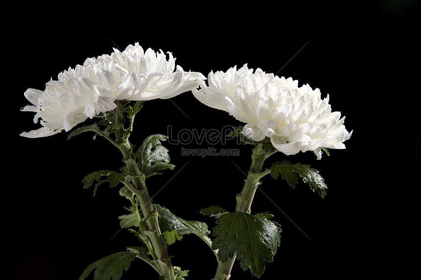 Bunga Aster Putih Gambar Unduh Gratis Foto 501275076 Format Gambar Jpg Lovepik Com