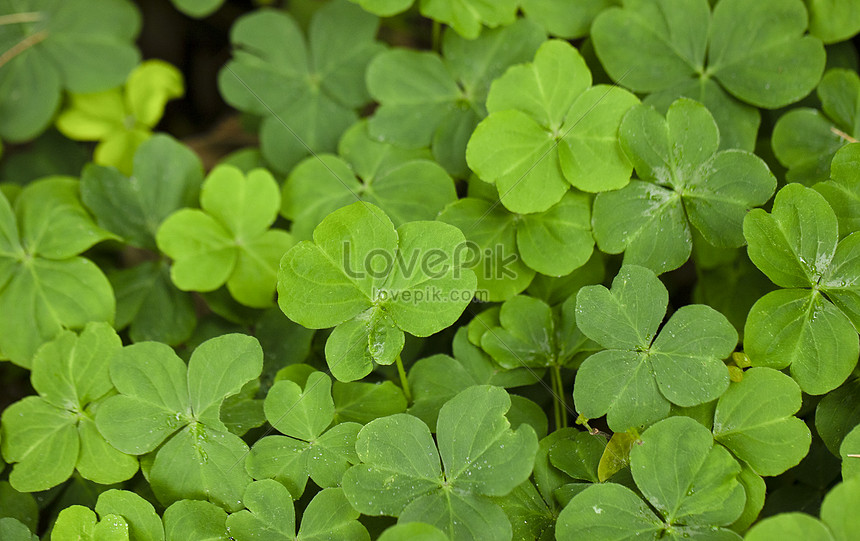 Fondo De Pantalla De Trebol Fresco Descarga Gratuita Hd Imagen De Fotografia Lovepik