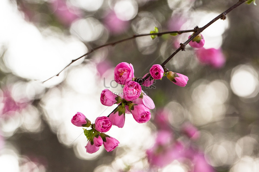 Flores En Flor De Primavera Descarga Gratuita Hd Imagen De Fotografia Lovepik