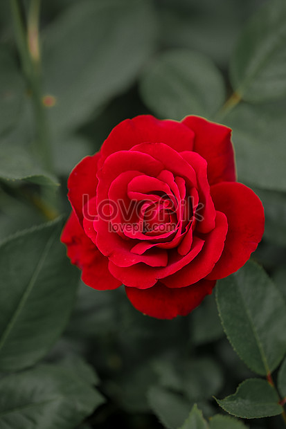Bunga Mawar Merah Gambar Unduh Gratis Foto 501284742 Format Gambar Jpg Lovepik Com