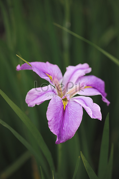 紫色のアイリスの花イメージ 写真 Id Prf画像フォーマットjpg Jp Lovepik Com