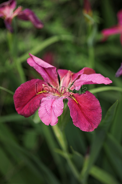 Bunga Iris Merah Gambar Unduh Gratis Foto 501284754 Format Gambar Jpg Lovepik Com