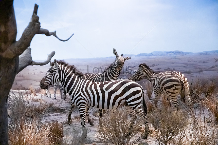 Kumpulan Gambar Burung Zebra HD Paling Keren Gambar ID