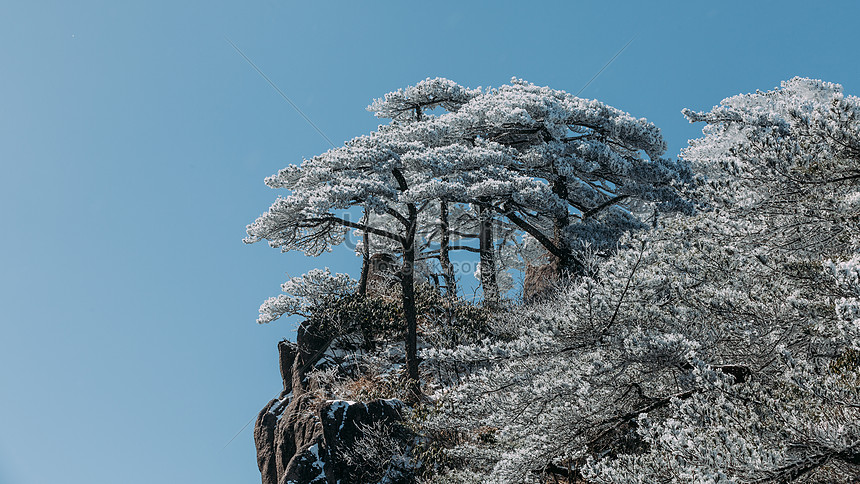 Pohon Pinus Kuning Setelah Salju Gambar Unduh Gratis Foto