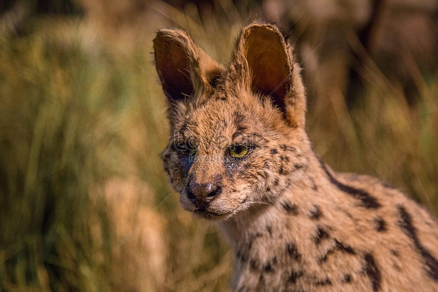 Download 960 Koleksi Gambar Harimau Dan Kucing Terbaru HD