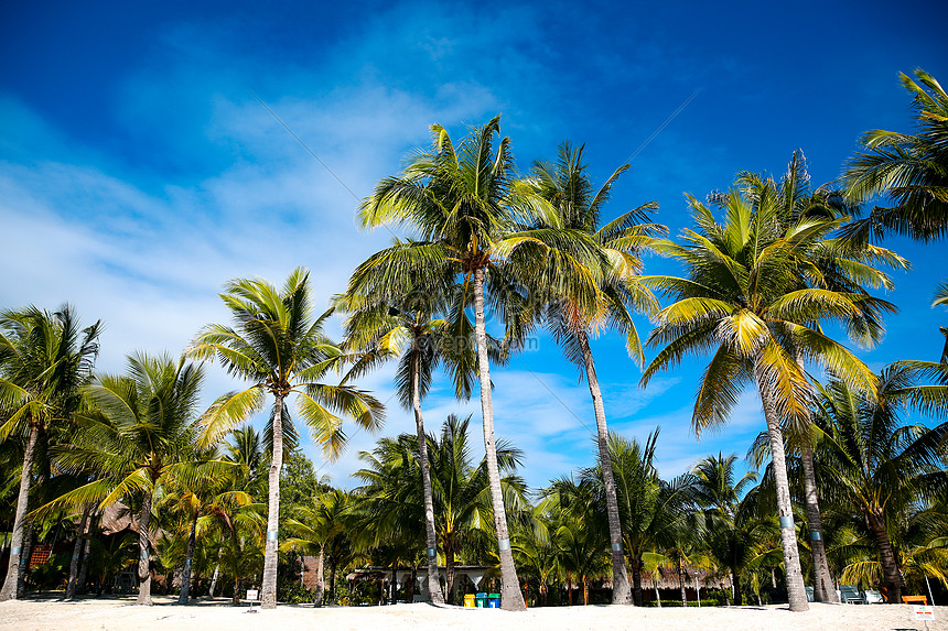 pohon kelapa di pantai