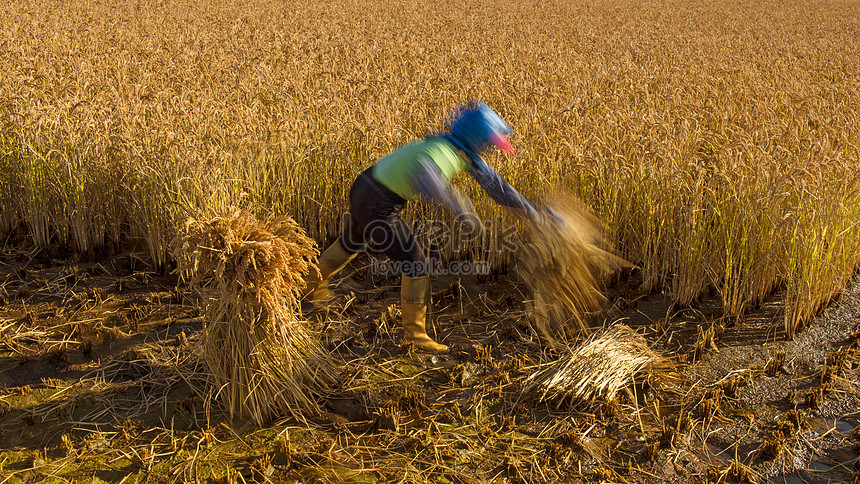 Harvesting Rice Field Harvesting Photo Image Picture Free Download 501305673 Lovepik Com