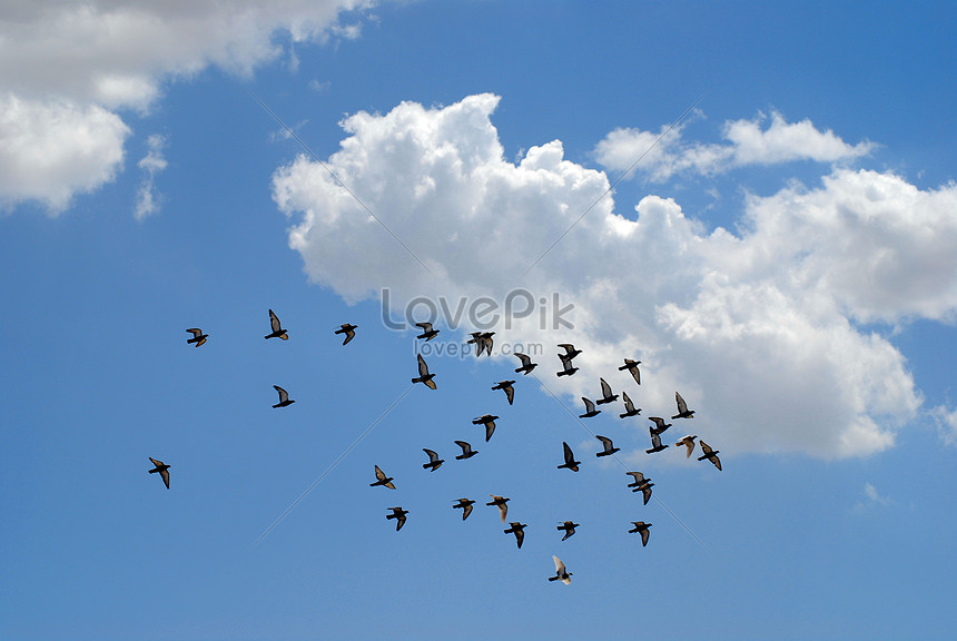 ảnh Chim Bồ Câu Bay Trên Bầu Trời Xanh Tải Xuống Miễn Phí, ảnh mây trắng,  bay, bồ câu đẹp Trên Lovepik