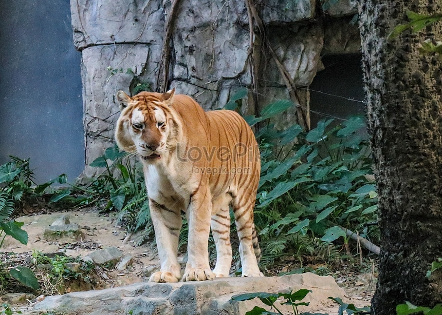 Unduh 8100 Koleksi Gambar Harimau Besar Paling Baru HD