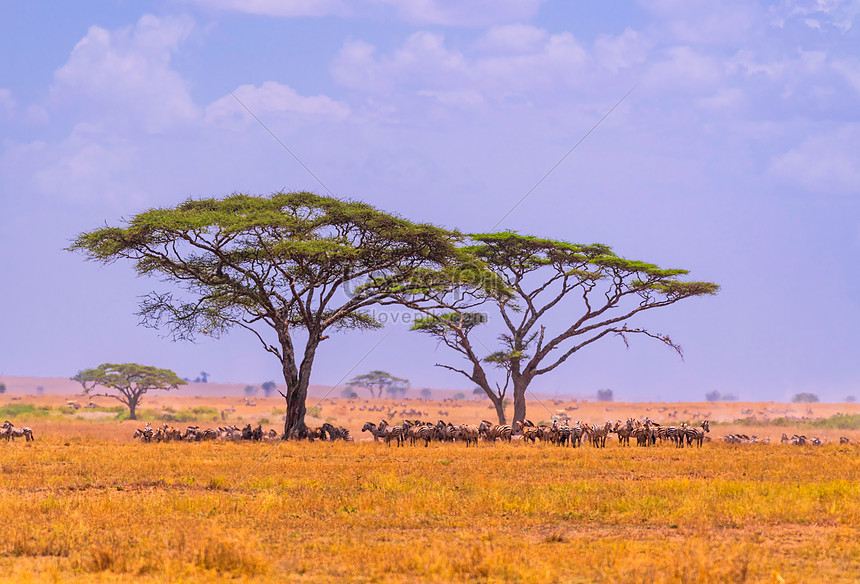 African Grassland Picture And Hd Photos Free Download On Lovepik