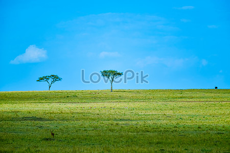 草原景色圖片大全 草原景色照片 草原景色素材圖庫 Lovepik免費下載png矢量圖