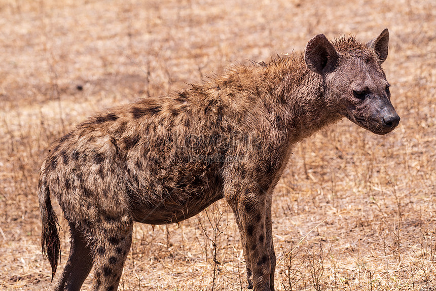 Hyena