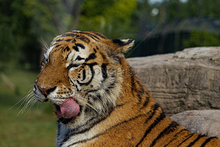 Unduh 77 Koleksi Gambar Hantu Harimau Paling Bagus 