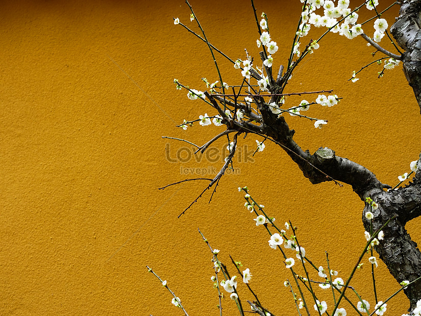 Plum Blossom Picture And HD Photos | Free Download On Lovepik