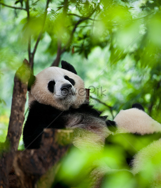 Panda Gigante Comendo Bambu PNG Imagens Gratuitas Para Download - Lovepik