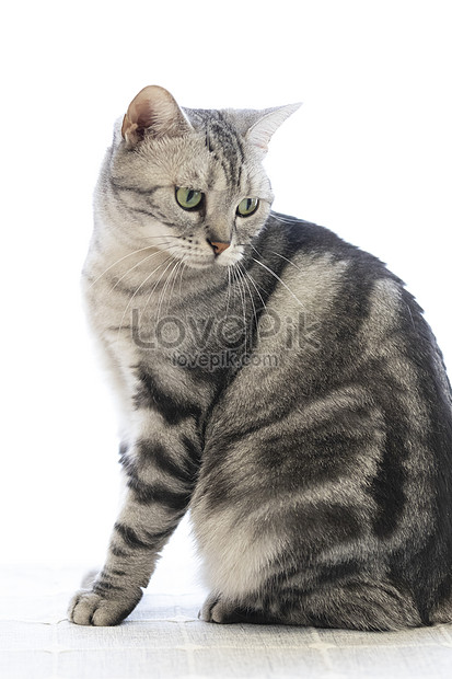 Kucing Ekor Pendek Amerika gambar unduh gratis_imej 