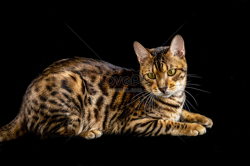 Kucing Leher Bengal Gambar Unduh Gratis Imej 501381112 Format Jpg My Lovepik Com