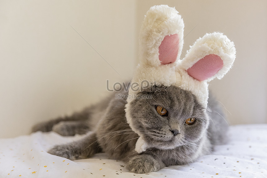 Photo De Chat Bleu A Poil Long Coiffe Dun Chapeau Numero De L Image Format D Image Jpg Fr Lovepik Com